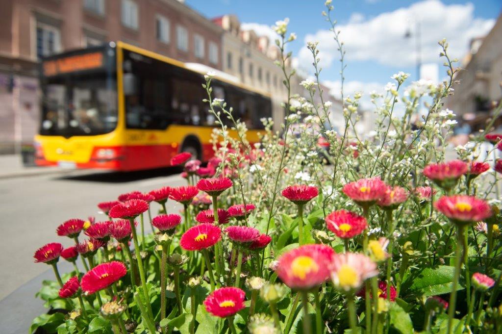 zdjęcie z Krakowskiego Przedmieścia - kwiaty na tle autobusu