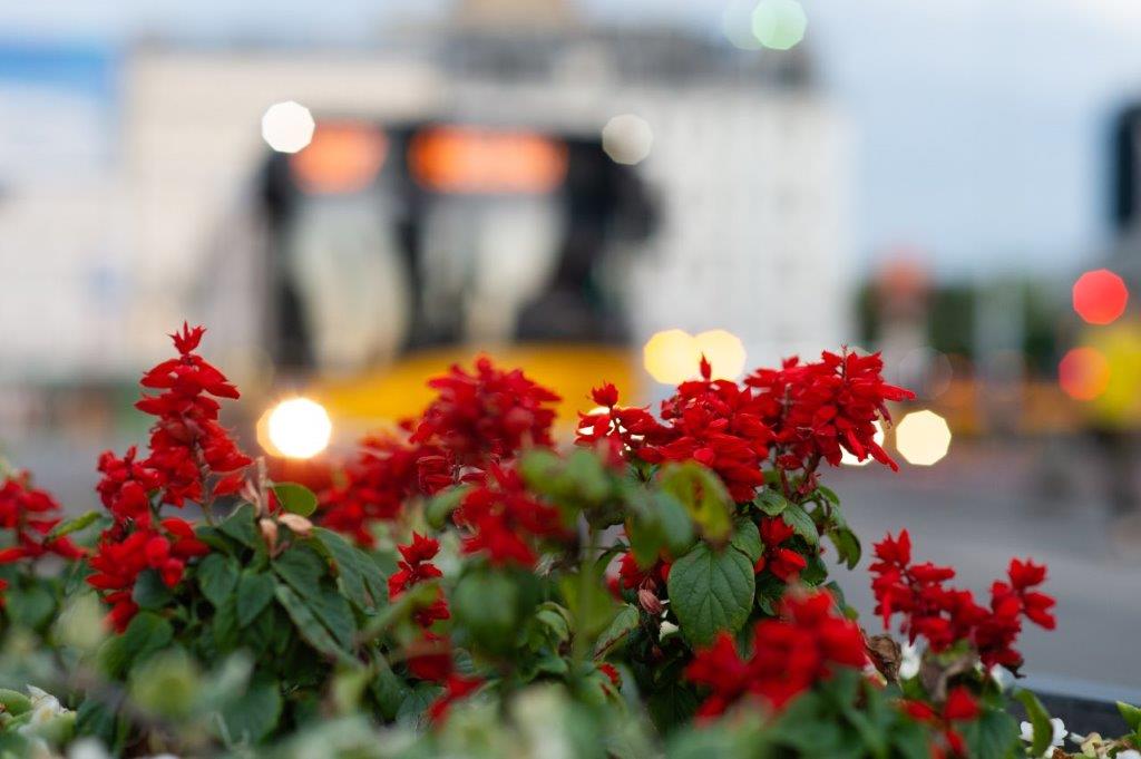 Zdjęcie kwiatów na tle autobusu