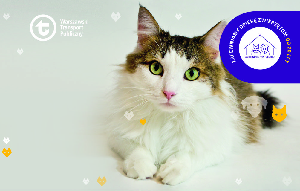 zdjęcie leżącego kota na jasnym tle, z zamieszczonymi logotypami WTP i schroniska "Na Paluchu" oraz napisem "Zapewniamy opiekę zwierzętom od 20 lat"